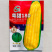粤甜180新泰系水果玉米种子超甜玉米飞机叶高产大棒鲜食玉