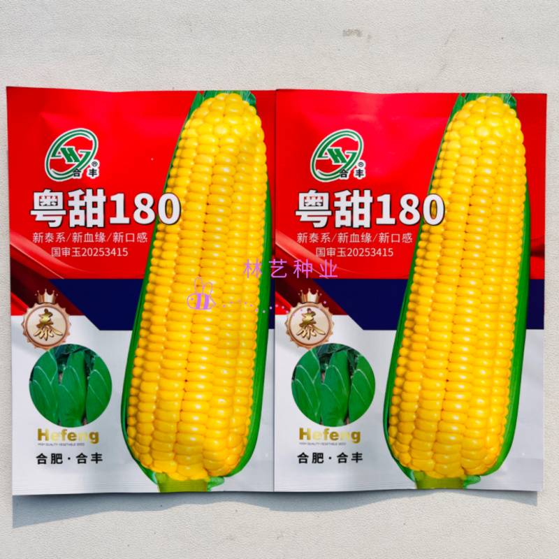 粤甜180新泰系水果玉米种子超甜玉米飞机叶高产大棒鲜食玉