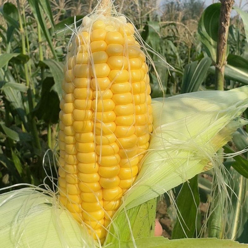 粤甜180新泰系水果玉米种子超甜玉米飞机叶高产大棒鲜食玉