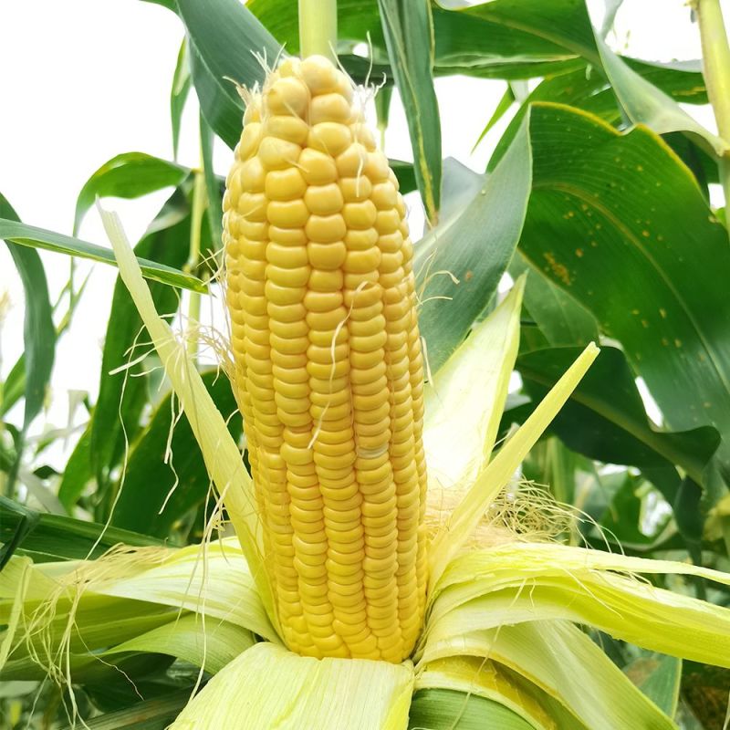 粤甜180新泰系水果玉米种子超甜玉米飞机叶高产大棒鲜食玉