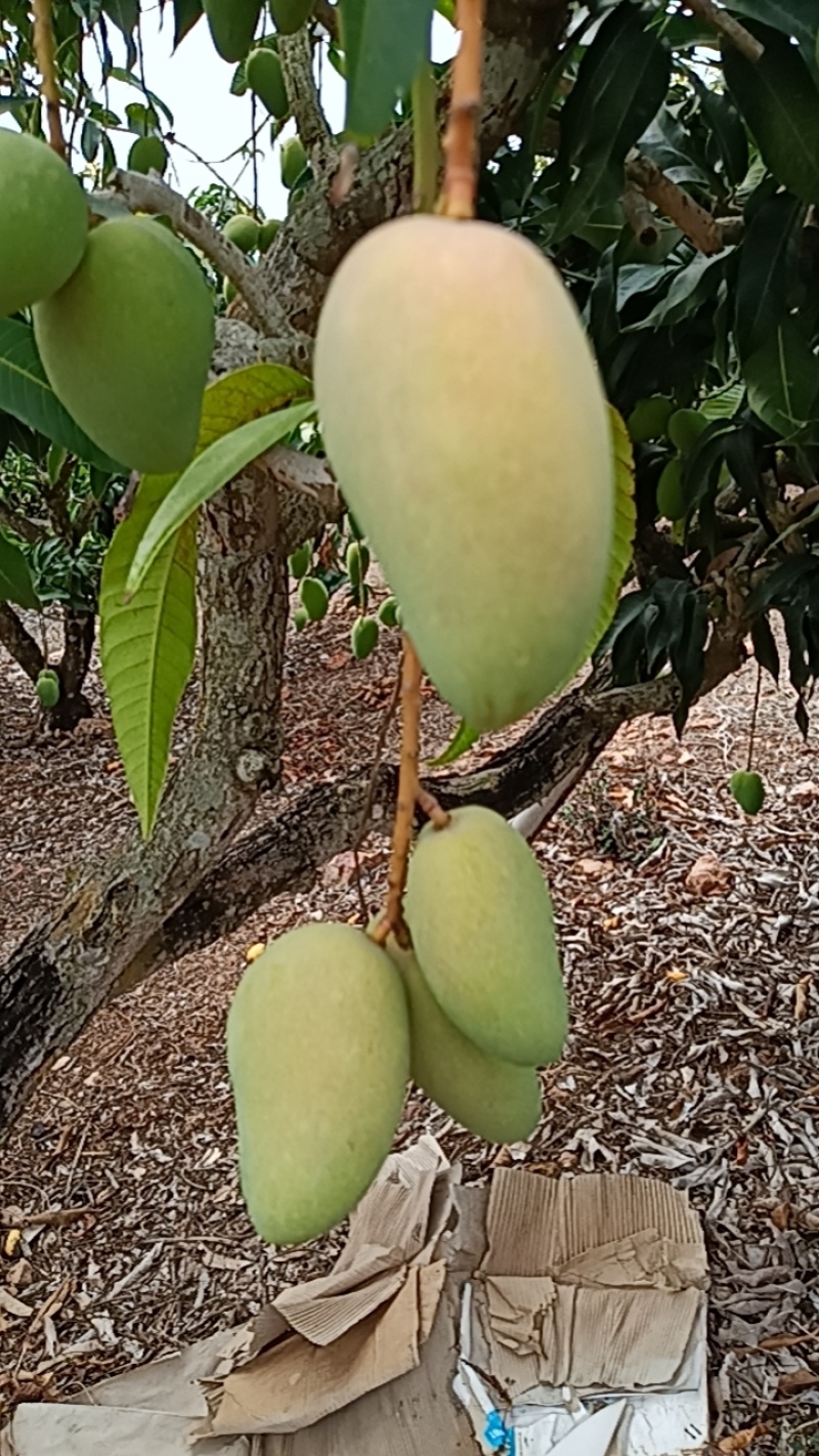海南小台芒，清甜可口