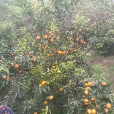 沃柑