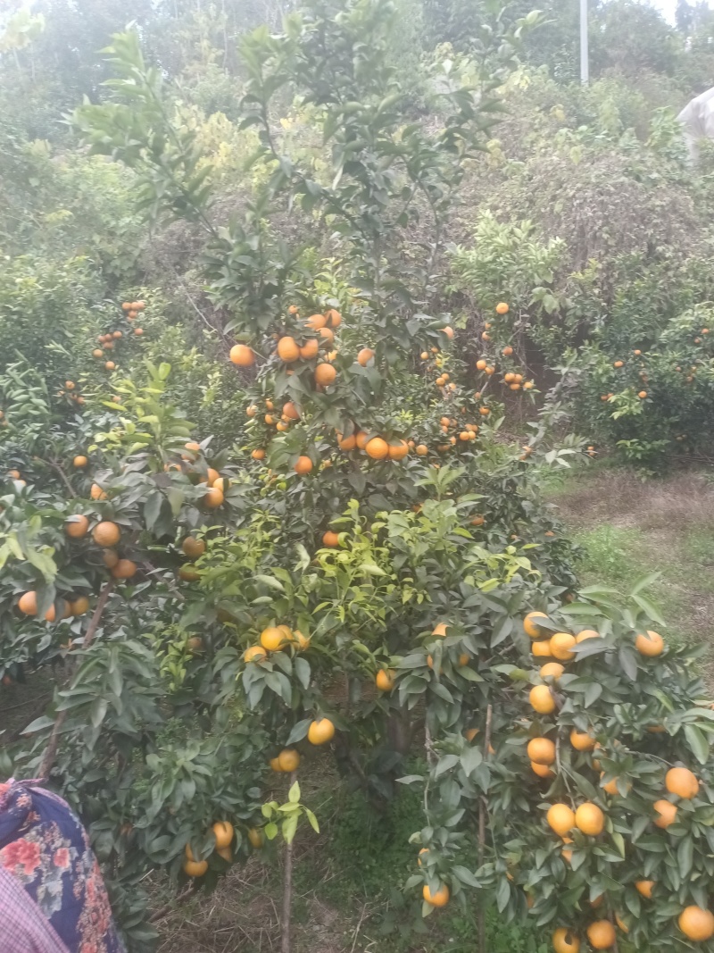 沃柑