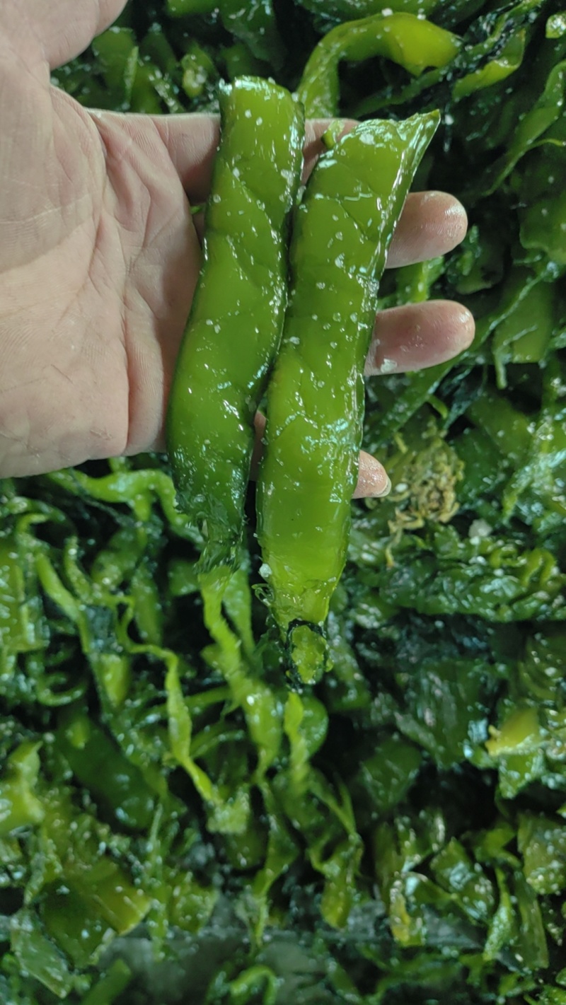 海白菜大连盐渍裙带梗电商一件代发酱菜厂