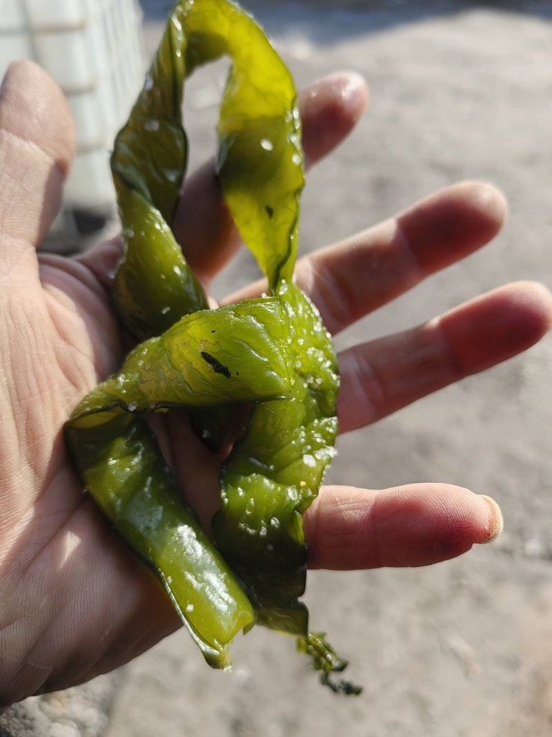 海白菜大连盐渍裙带梗电商一件代发酱菜厂