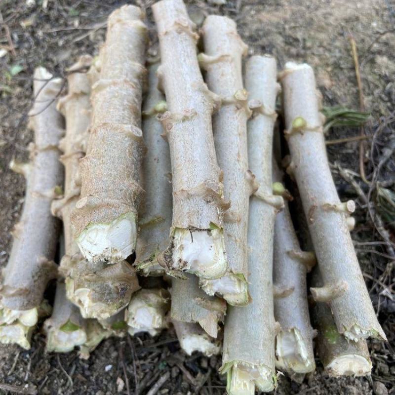 广西华南9号黄心木薯苗黄肉木薯种大量批发