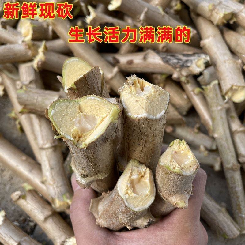 广西华南9号黄心木薯苗黄肉木薯种大量批发