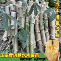 广西华南9号黄心木薯苗黄肉木薯种大量批发