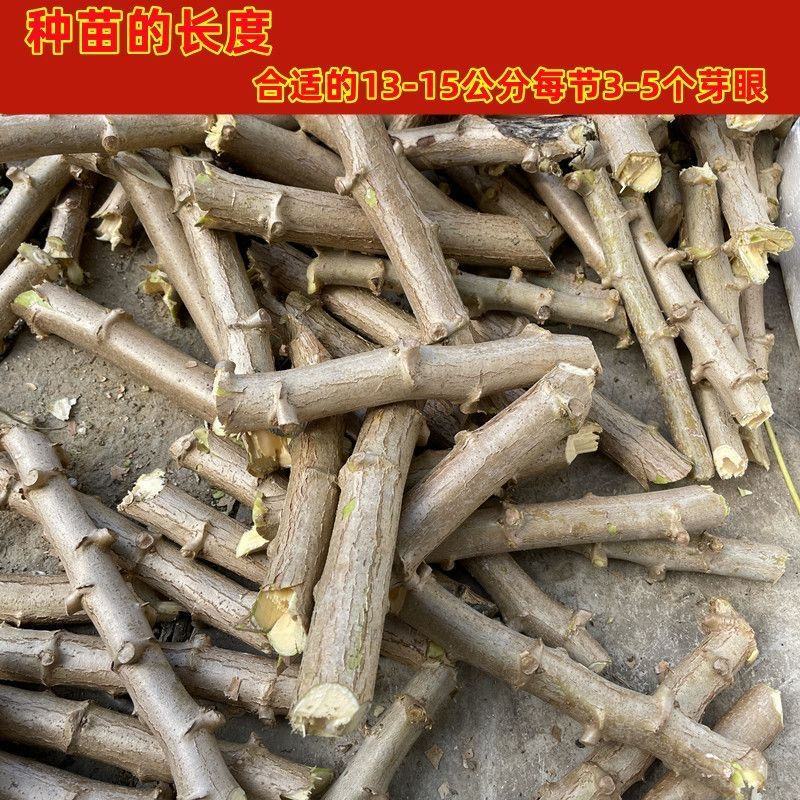 广西华南9号黄心木薯苗黄肉木薯种大量批发