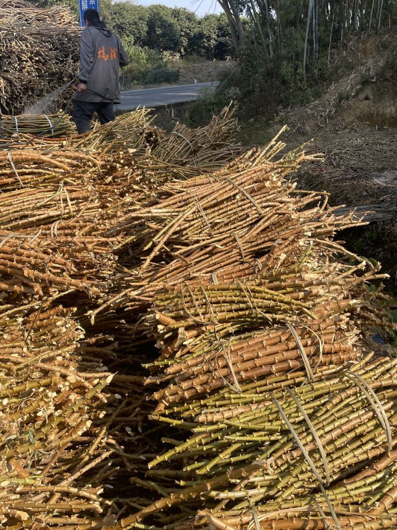 广西华南9号黄心木薯苗黄肉木薯种大量批发