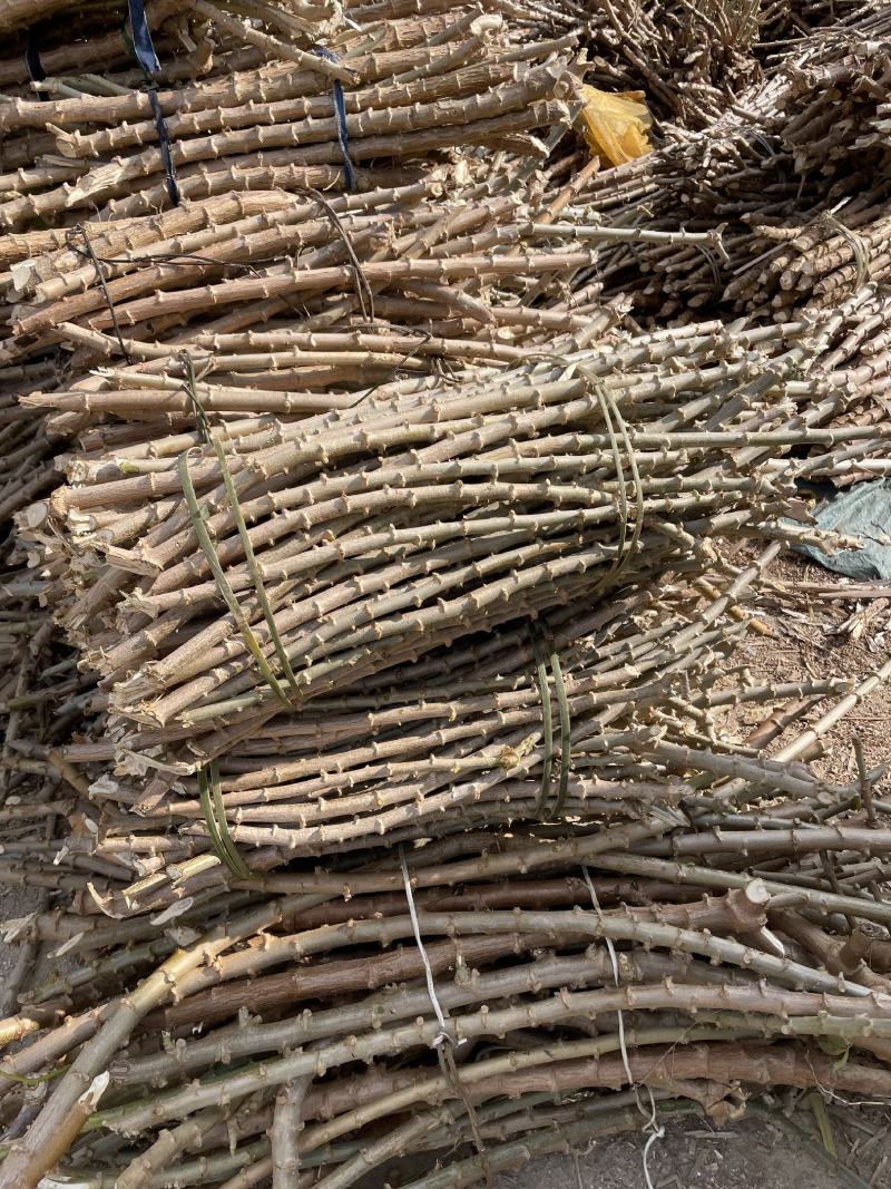 广西华南9号黄心木薯苗黄肉木薯种大量批发