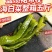 海白菜大连盐渍裙带梗电商一件代发酱菜厂