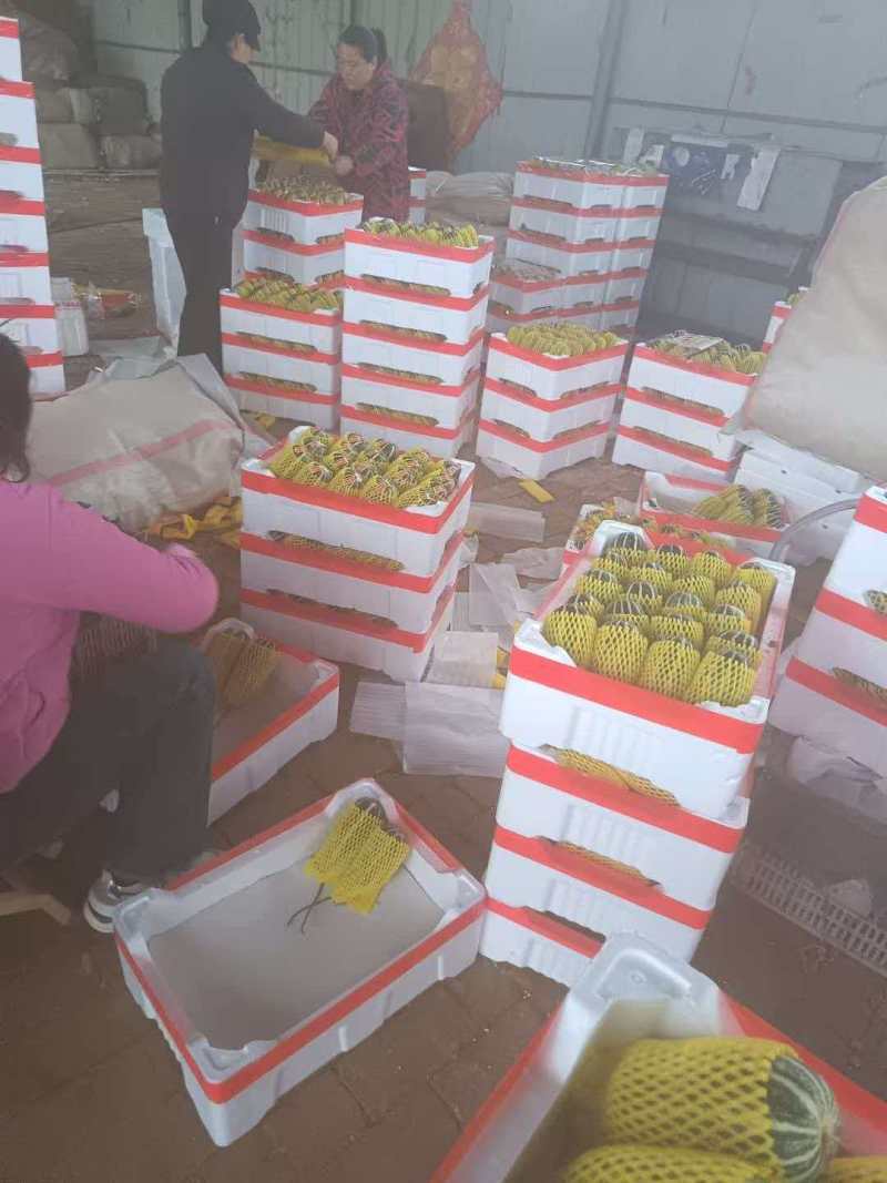 禹城万亩甜瓜基地，大量上市产地直供一手价格一手货源