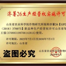 济薯26红薯苗基地直发