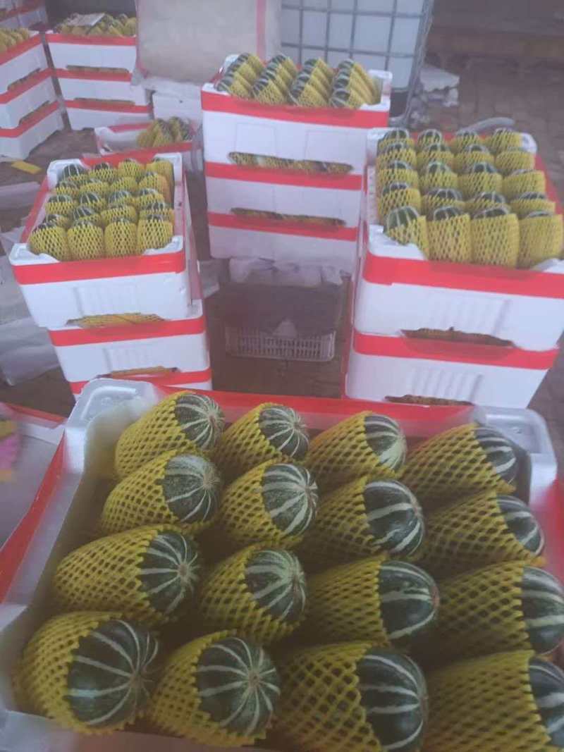 德州齐河禹城天美519甜瓜大量上市中，一手货源一手价格