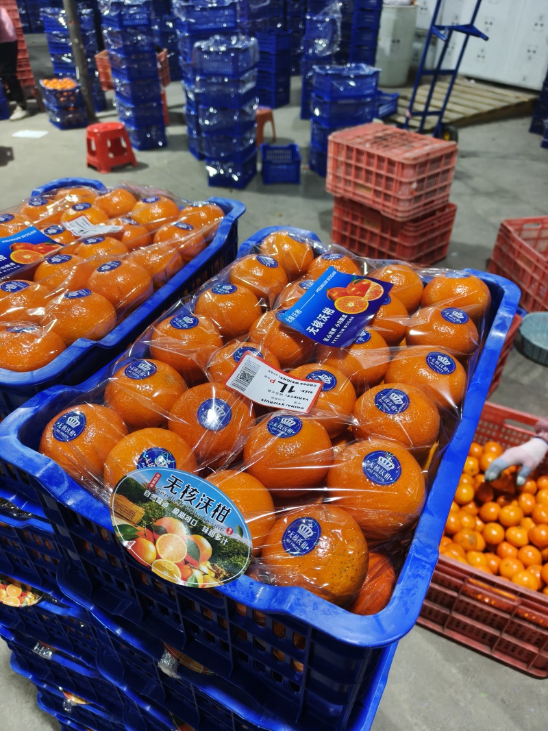 广西精品沃柑种植基地现摘现发多种规格可选高品质