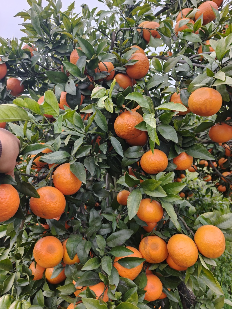 广西精品沃柑种植基地现摘现发多种规格可选高品质
