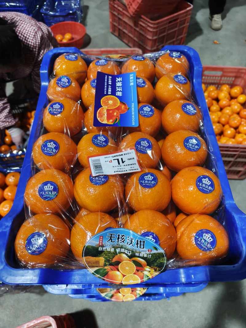 广西精品沃柑种植基地现摘现发多种规格可选高品质