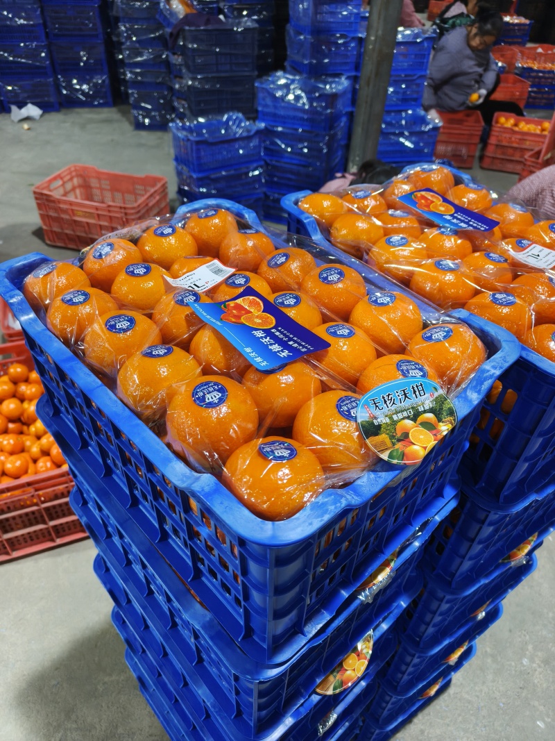 广西精品沃柑种植基地现摘现发多种规格可选高品质