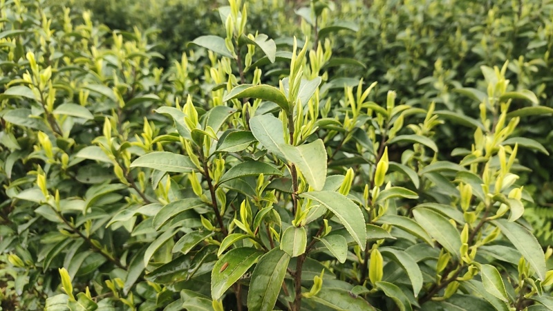 安吉白茶鲜叶