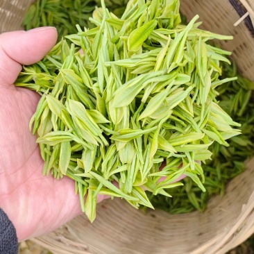 安吉白茶鲜叶