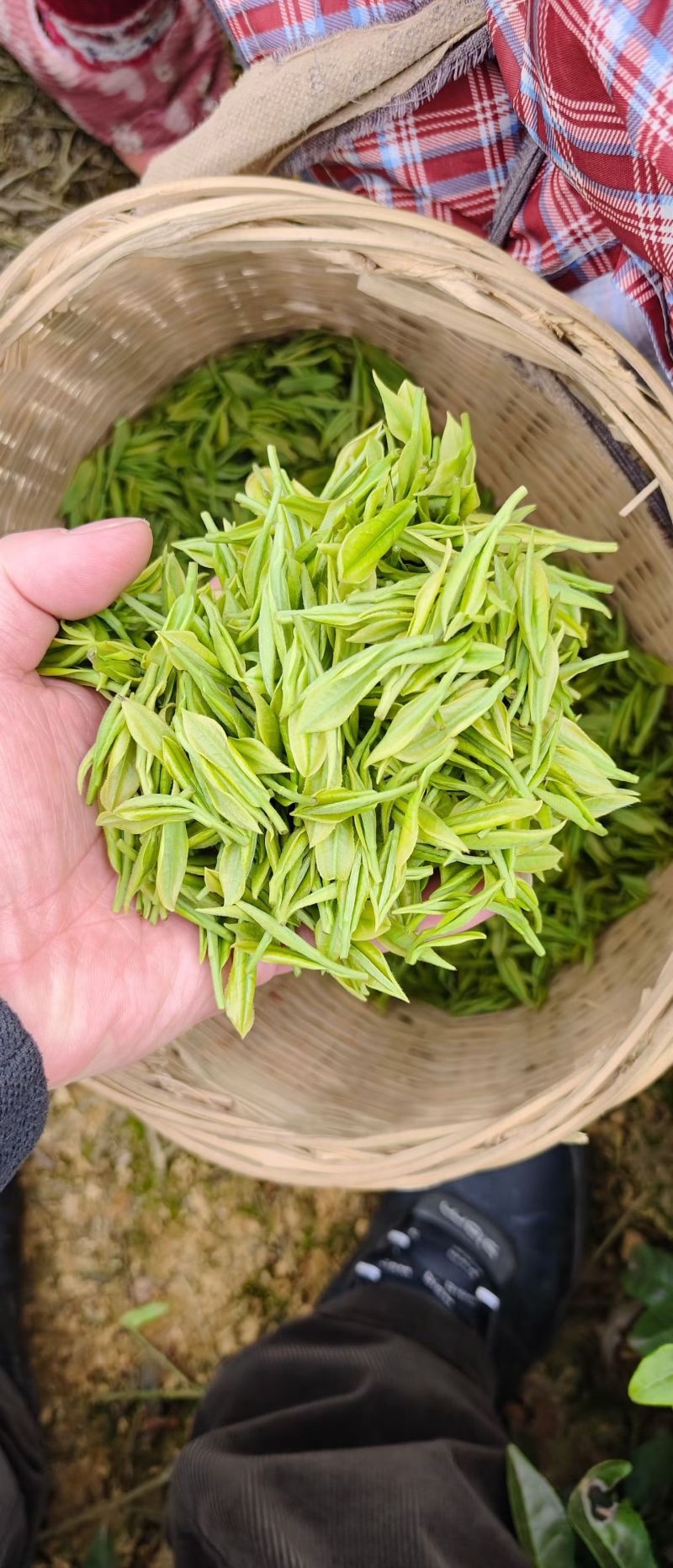 安吉白茶鲜叶