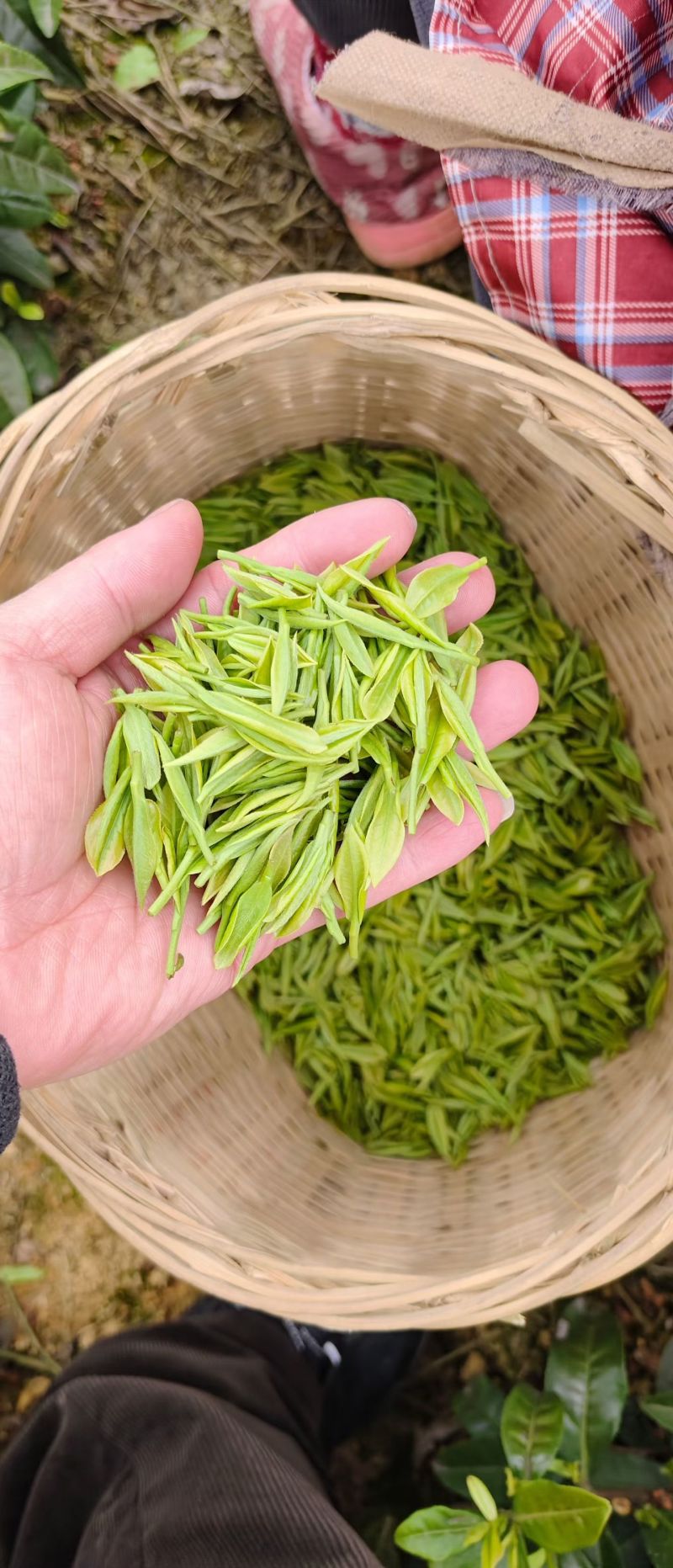 安吉白茶鲜叶