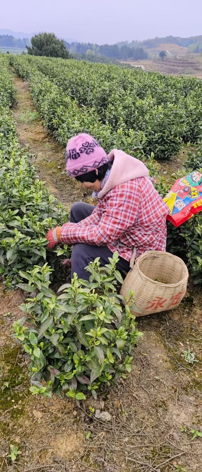 安吉白茶鲜叶