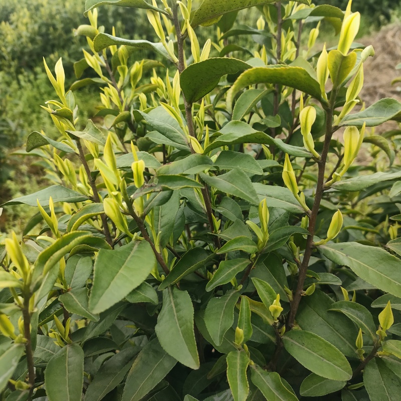 安吉白茶鲜叶