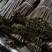 各种蕨菜半成品
