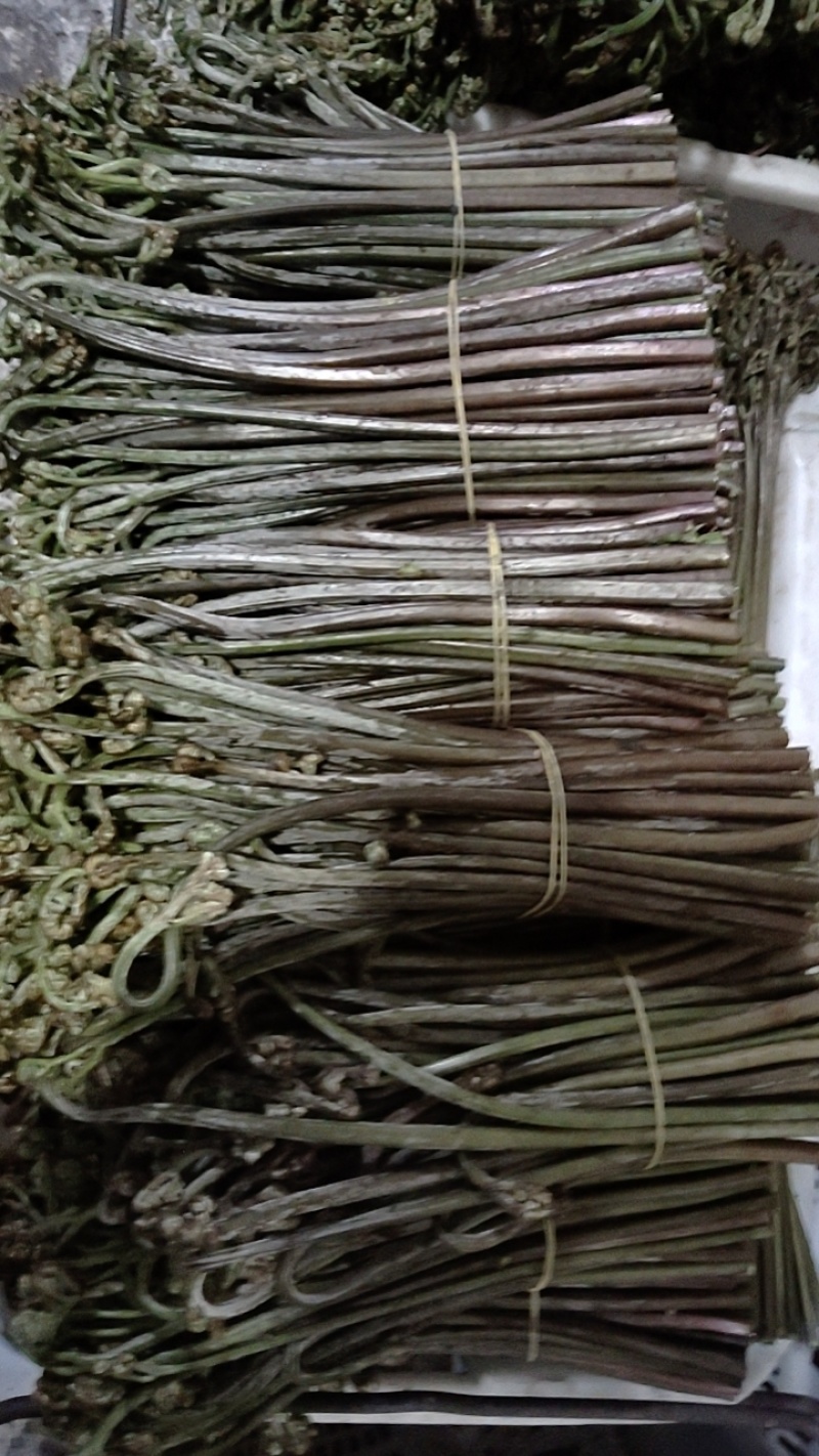 各种蕨菜半成品