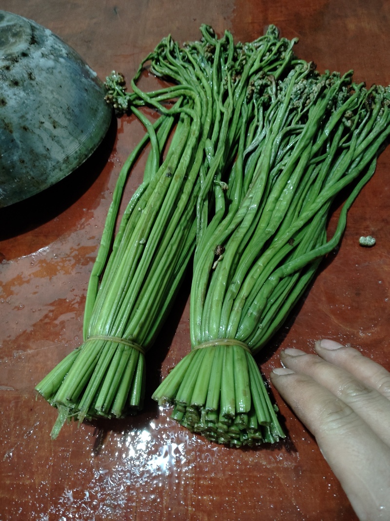 各种蕨菜半成品
