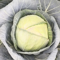 铁头甘蓝（大世界）