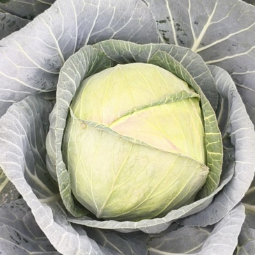 铁头甘蓝（大世界）