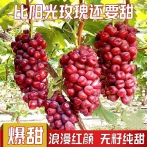 浪漫红颜葡萄苗
