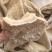 全熟牛肚（无碱去油清水煮全熟）