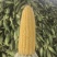 玉米水果玉米太阳花花糯白糯精品大量供应全国发货