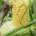 玉米水果玉米太阳花花糯白糯精品大量供应全国发货