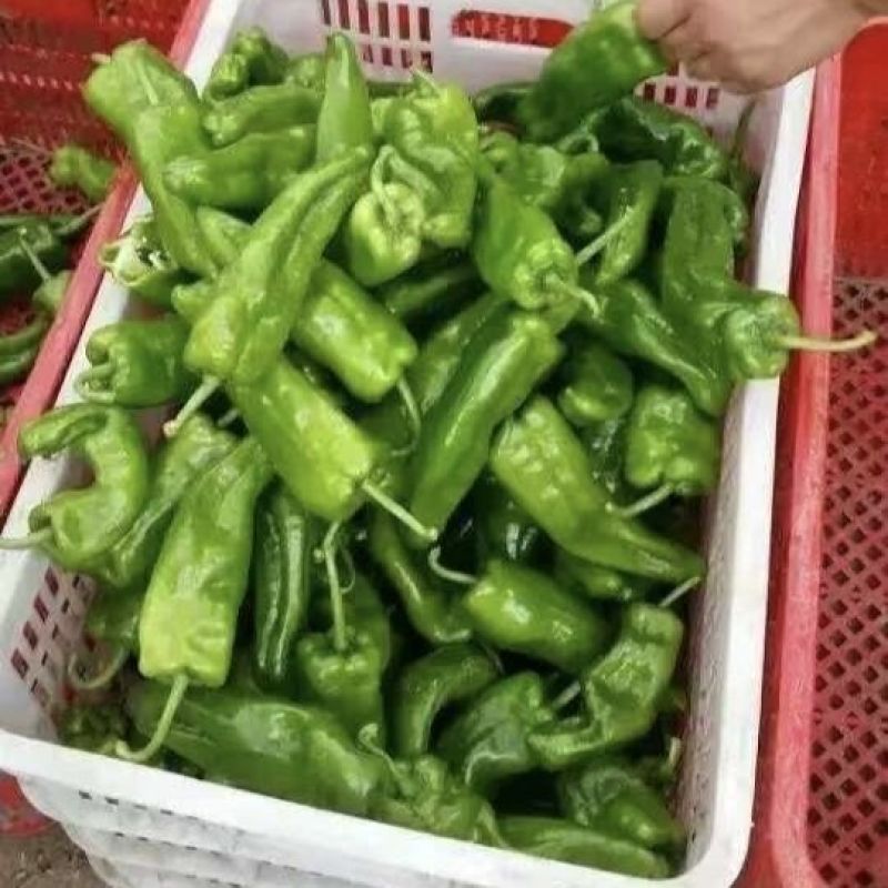 精品薄皮青椒，品质好，质量有保障，需要的请联系