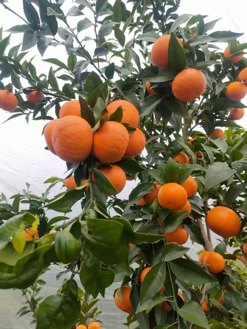 沃柑