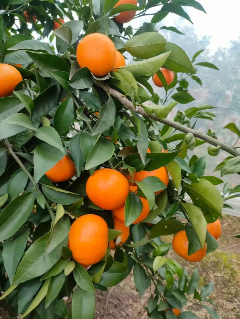 沃柑