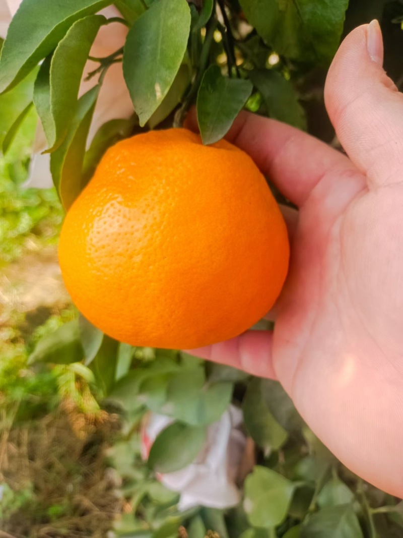 耙耙柑，