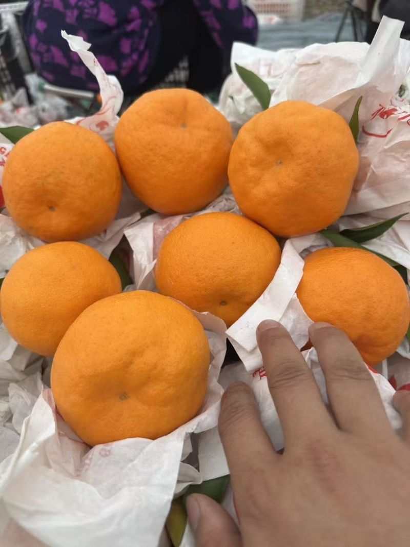 耙耙柑，