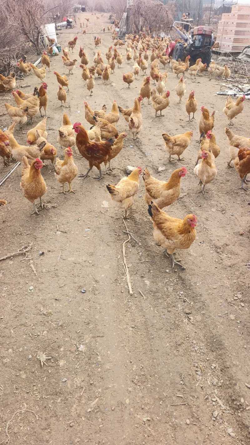 静益康生态园主要经营鸡鸭鹅羊欢迎前来选购