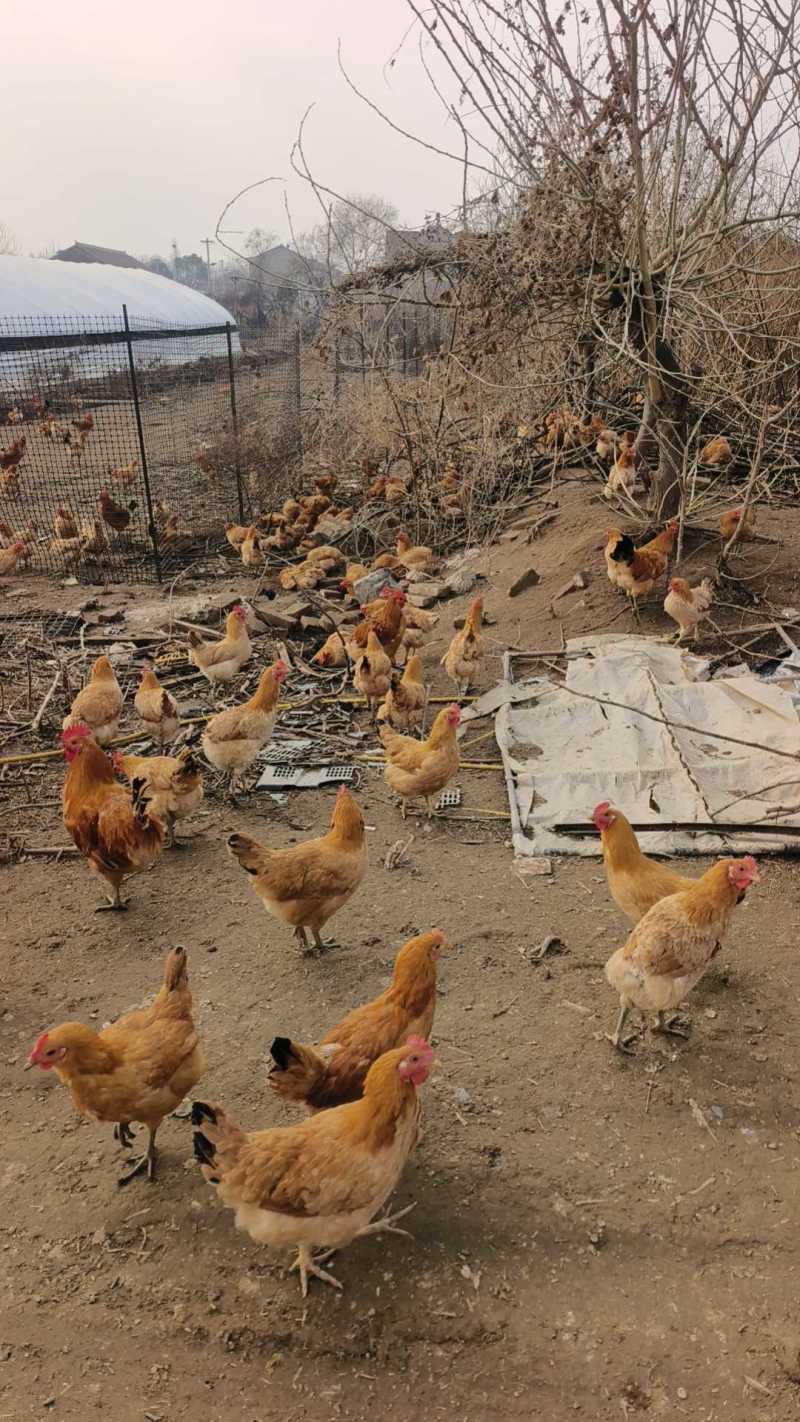 静益康生态园主要经营鸡鸭鹅羊欢迎前来选购