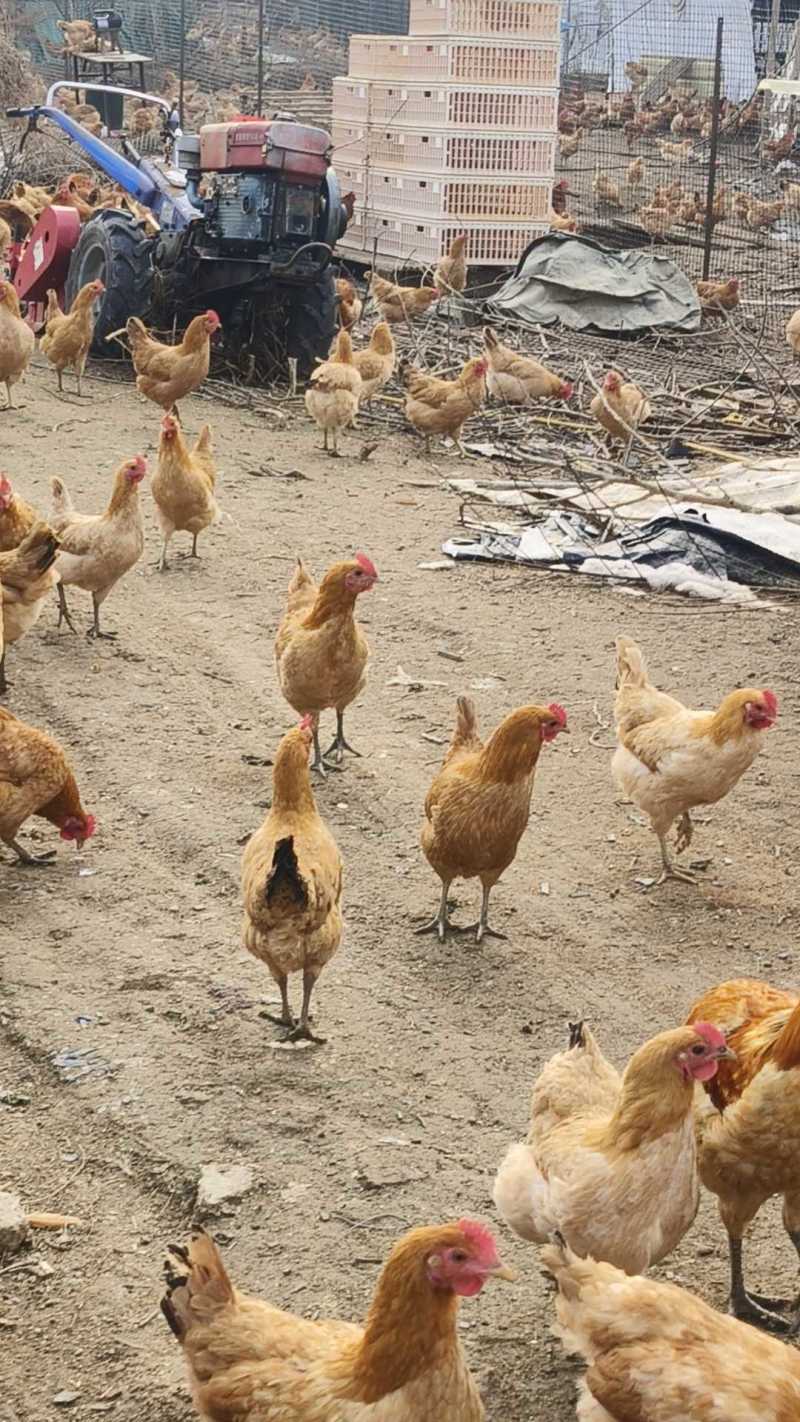 静益康生态园主要经营鸡鸭鹅羊欢迎前来选购