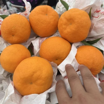 耙耙柑