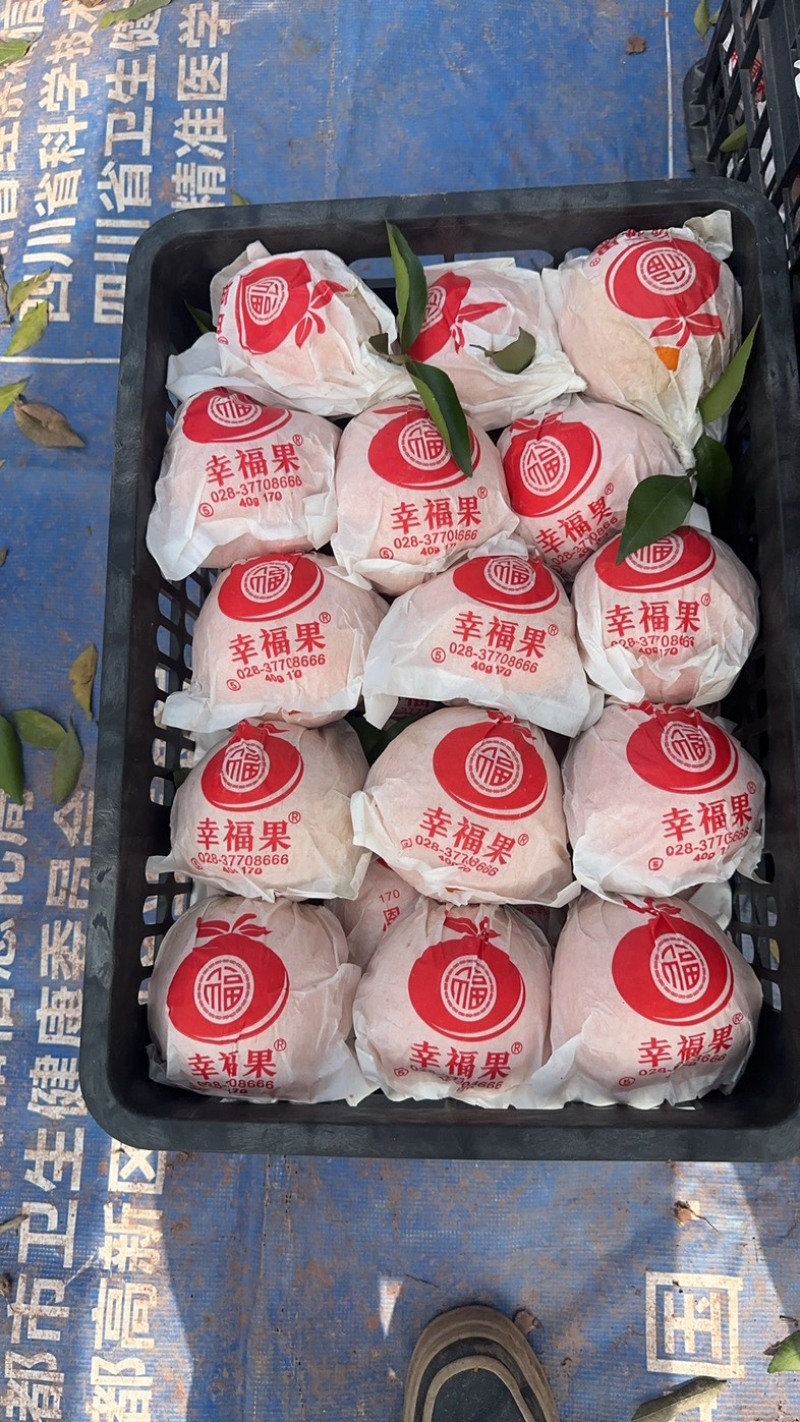 耙耙柑