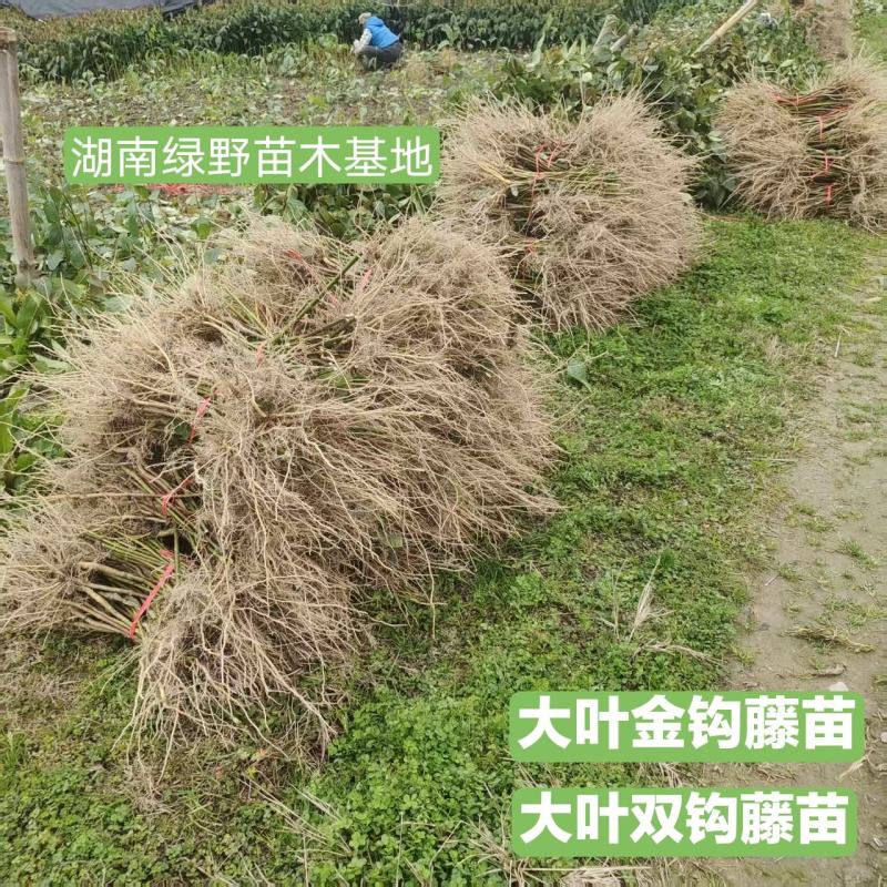 钩藤苗大叶双钩藤苗金钩藤苗现挖发货一手货源量大价优