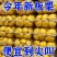 大颗粒】二斤装板栗仁即食板栗独粒休闲板栗仁零食坚果礼盒
